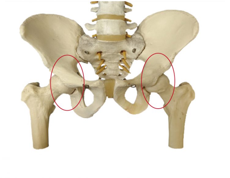 骨盤　股関節
