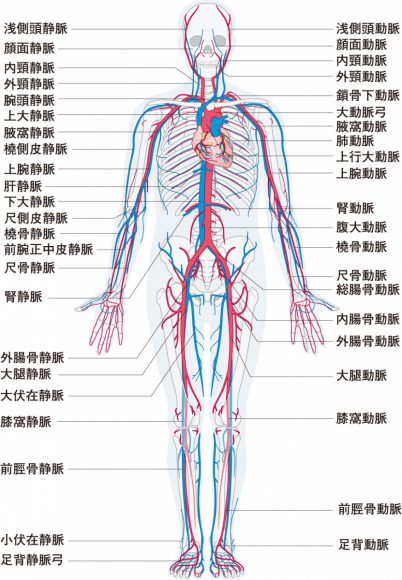 血管